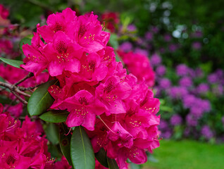 Close up of a brillant red  cluster of rhododendron flowers.