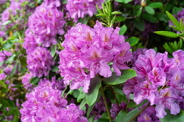 Close up of  pink  mauve  cluster of rhododendron flowers.