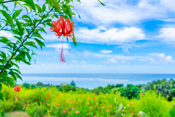コーラルハイビスカスと石垣島の海