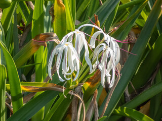 Elegant Crinum asiaticum blossoms with long white petals and purple filaments captured in a natural outdoor garden setting in Oaxaca, Mexico.