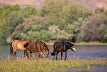 Band of wild horses wading in the Salt River near Phoenix Arizona United States