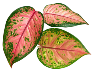 Close-up of three decorative leaves showcasing vibrant pink, green, and red hues against black
