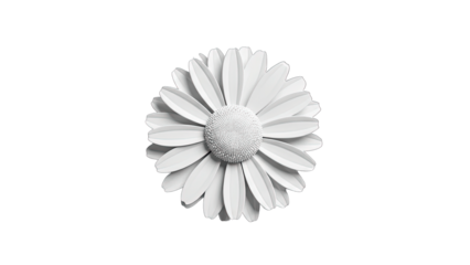 White Daisy Flower Isolated on White Background