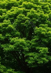 A vibrant, densely foliated tree canopy dominating the frame, emphasizing organic growth, ecological health, deep natural beauty, and abundant green life, regeneration, beautiful, perennial