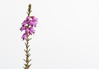 Obraz premium Delicate purple heath blossom standing alone against a pure white studio background, emphasizing beauty and botanical detail ,botanical, simple, nature