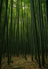 Dense vibrant green bamboo stalks growing vertically in a serene natural forest landscape. Peaceful, natural background texture and environment ,landscape, serene, ecosystem