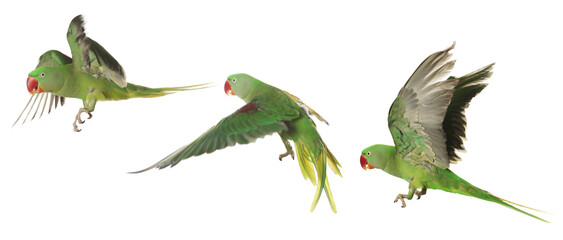Obraz premium Collection of bright parrot flying on white background. Alexandrine parakeet