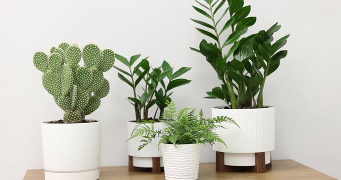 Beautiful potted houseplants on wooden table near white wall. Camera moving left