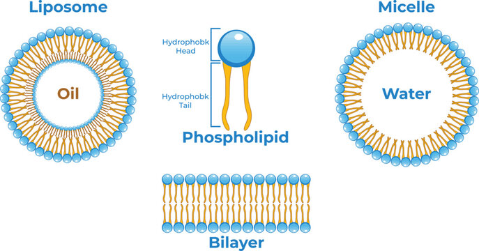 Micelle structure diagram showing hydrophilic head and hydrophobic tail