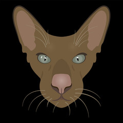 Head of a domestic oriental cat. Feline portrait. Funny animal design. Cartoon style. On black background.