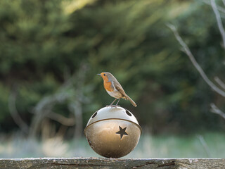 Robin perched on a metal ball