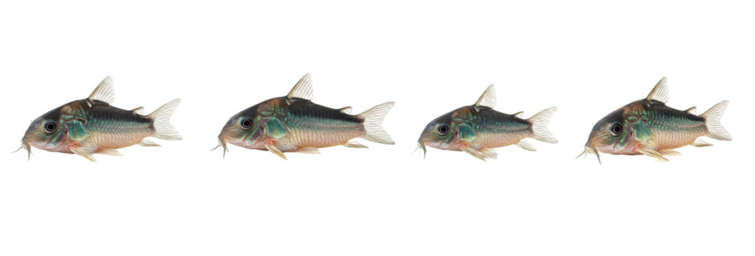 Set of Four Corydoras Catfish (Corydoras) fish isolated on transparent PNG background oil paint