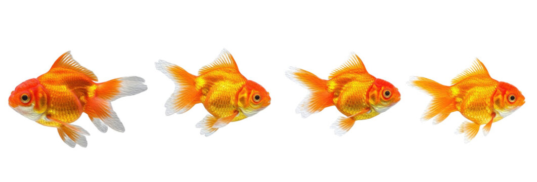 Set of Four Goldfish (Carassius auratus) fish isolated on transparent PNG background oil paint