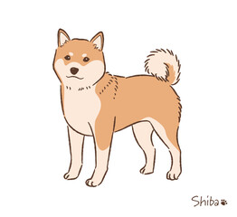 手描きの柴犬赤毛_ベクターイラスト