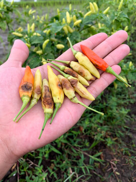 Photo of chilies affected by anthracnose virus held in hand.