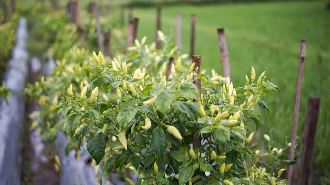 Photo of a cayenne pepper plant that is very dense with fruit.