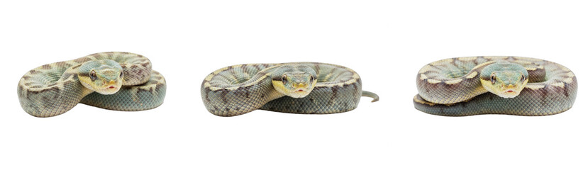 Obraz premium Coiled Snake Set Isolated on White Background