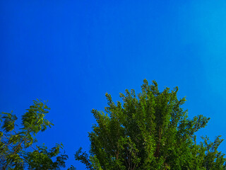tree in the blue sky