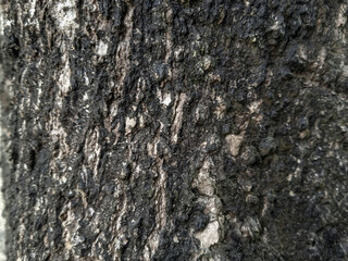 texture of woods