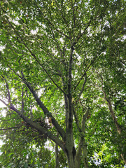 Obraz premium Tall straight tree with balanced leafy structure. Symmetrical forest tree rising through canopy. Vertical woodland tree with even green growth. Strong upright tree in tropical forest