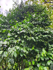 Fototapeta premium Thick leafy tree with hanging green branches. Lush tropical foliage forming natural curtain. Dense green leaves covering forest tree. Tropical tree with rich hanging leaf growth