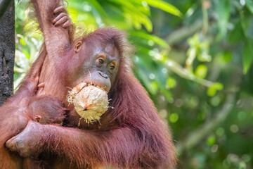 Mother and Baby Orangutan at the Sepilok Orangutan Rehabilitation Centre, Sabah, Borneo, Malaysia