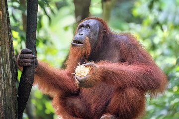 Orangutan (Pongo borneo) at the Semenggoh Nature Reserve, Sarawak, Borneo, Malaysia	