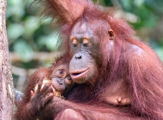 Mother and Baby Orangutan at the Sepilok Orangutan Rehabilitation Centre, Sabah, Borneo, Malaysia