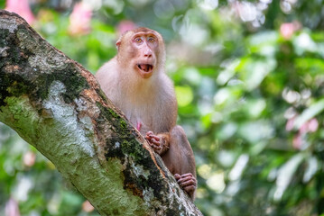Southern (Sunda) Pig-tailed Macaque (Macaca nemestrina), Sabah, Borneo, Malaysia