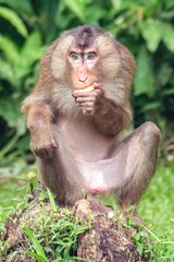 Southern (Sunda) Pig-tailed Macaque (Macaca nemestrina), Sabah, Borneo, Malaysia