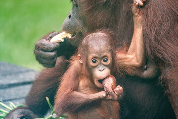 Mother and Baby Orangutan at the Sepilok Orangutan Rehabilitation Centre, Sabah, Borneo, Malaysia