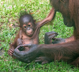 Mother and Baby Orangutan at the Sepilok Orangutan Rehabilitation Centre, Sabah, Borneo, Malaysia © Guy Bryant