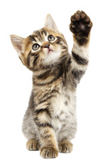 Obraz premium Cat raising paw for high five