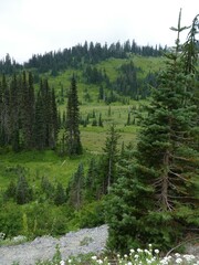Vibrant wildflowers carpeting alpine meadows near Mount Rainier, pine-covered slopes framing cloudy mountain landscape