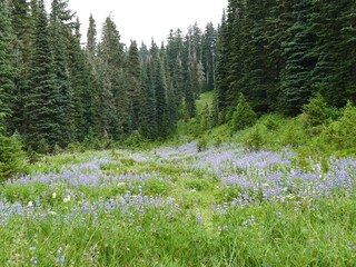 Blooming purple lupine and vibrant wildflowers fill a meadow in Paradise at Mount Rainier National Park, framed by evergreen trees © cascoly2