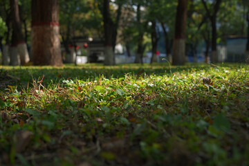 Macro closeup of a summer lawn