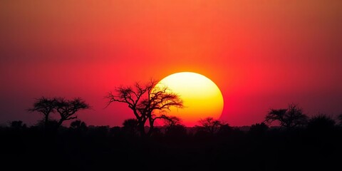 Fiery African sunset silhouettes acacia trees against a massive, setting sun,  hot,  sun