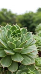 Beautiful succulent plant in the garden. Close-up of a succulent plant
