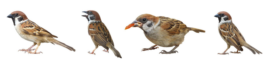 Set of four bird isolated on transparent background