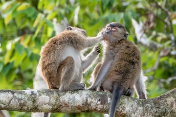 Long-tailed Macaques, also called Crab-eating Macaques (Macaca fascicularis), Sabah, Borneo, Malaysia