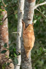 Sunda Colugo (Galeopterus variegatus), sometimes incorrectly called a Flying Lemur, Sabah, Borneo, Malaysia