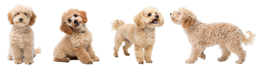 Four dog isolated on transparent background