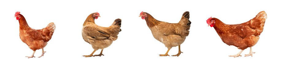 Four of chicken isolated on transparent background © AnimalsPNG