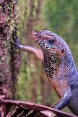 Bornean Rough-scaled Sun Skink (Eutropis rugifera), Sabah, Borneo, Malaysia