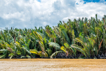 Nipa Mangrove Palms (Nypa fruticans) , Kinabatangan River, Sabah, Borneo