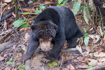 Bornean Sun Bear (Helarctos malayanus euryspilus) at the Bornean Sun Bear Conservation Centre, Sabah, Borneo, Malaysia