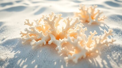 sunbleached. Sun-bleached coral skeletons on a white sandy beach. ESG reports, sustainability campaigns, designed for environmental awareness campaigns, used by creative directors.