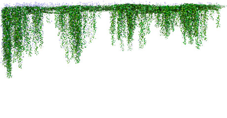 Hanging Green Vine With Small Flowers Isolated On Transparent Background © Raihan
