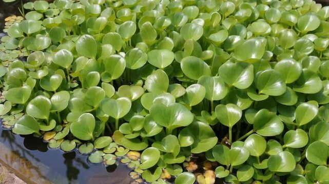 Duckweeds spread densely across the pond, their emerald leaves forming a smooth green carpet