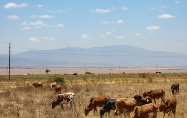 Grazing cattle in East Africa  in East Africa.